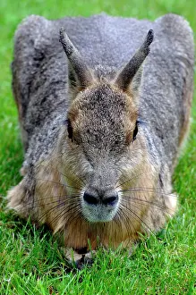 Dolichotis: Patagonian Mara