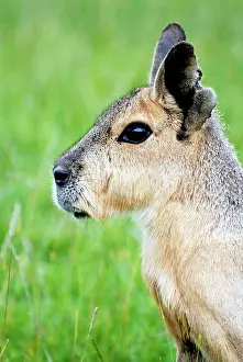 Dolichotis: Patagonian Mara
