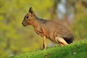 Dolichotis: Patagonian Mara