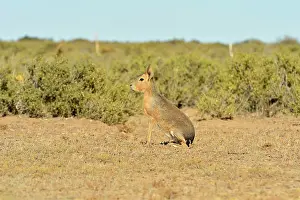 Dolichotis: Patagonian Mara / Cavy / Hare / Dillaby