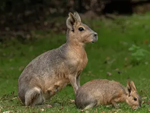 Patagonian: Patagonian mara, Dolichotis patagonum, female with