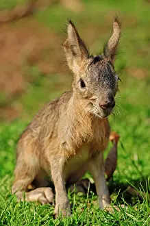 Patagonian: Patagonian Mara (Dolichotis patagonum), young, from