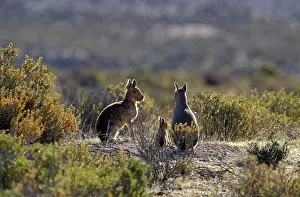 Dolichotis: Patagonian Mara - family