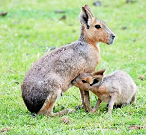 Dolichotis: Patagonian Mara - mother nursing juvenile