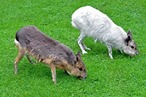 Variant: Patagonian Mara - normal and white colour variant