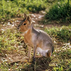 Dolichotis: Patagonian Mara - sitting