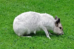 Variant: Patagonian Mara (white colour variant)