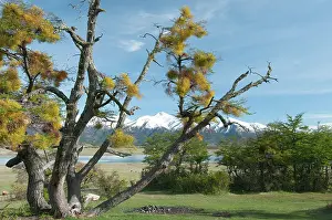 Patagonian: Patagonian Mistletoe