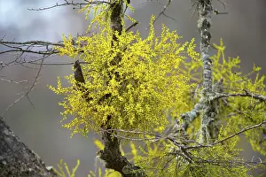 Patagonian: Patagonian Mistletoe