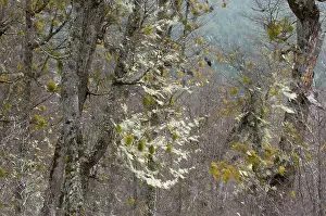 Patagonian: Patagonian Mistletoe