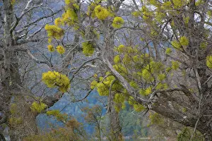 Patagonian: Patagonian Mistletoe