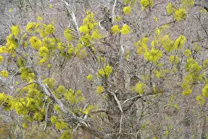 Patagonian: Patagonian Mistletoe