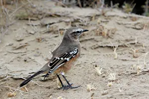 Mimus: Patagonian Mockingbird
