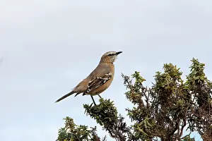 Mimus: Patagonian Mockingbird