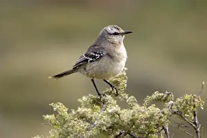 Mimus: Patagonian Mockingbird