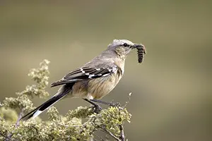 Grubs: Patagonian Mockingbird
