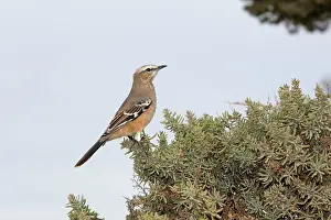 Mimus: Patagonian Mockingbird