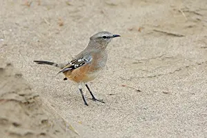 Mimus: Patagonian Mockingbird