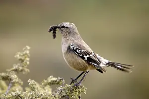Grubs: Patagonian Mockingbird - with grub in beak