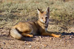 Pampa: Patagonian young fox lying in the pampa resting