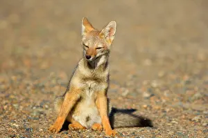 Pampa: Patagonian young fox sitting in the pampa resting