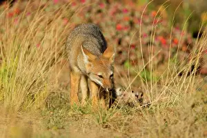 Pampa: Patagonian young fox strolling through the pampa