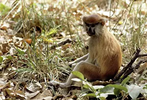 Patas: Patas Monkey