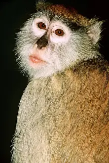 Lips: PATAS MONKEY