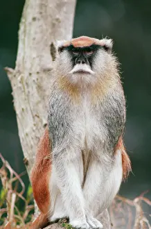 Patas: Patas MONKEY- on branch