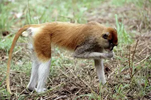 Patas: Patas Monkey - male