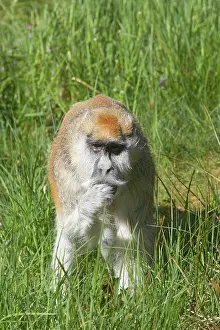 Patas: Patas Monkey - Searching for food in grassland