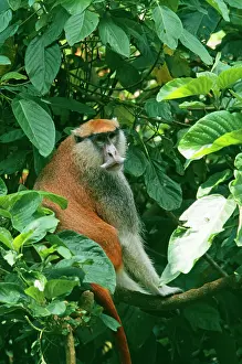 Patas: PATAS MONKEY - SITS ON BRANCH