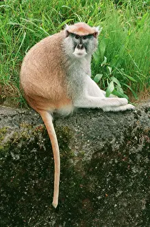 Patas: PATAS MONKEY - SITS ON GROUND