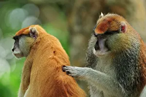 Wadi: Patas Monkey / Wadi Monkey / Hussar Monkey - grooming