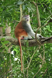 Wadi: Patas Monkey / Wadi Monkey / Hussar Monkey male