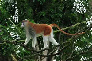 Wadi: Patas Monkey / Wadi Monkey / Hussar Monkey male