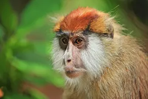 Wadi: Patas Monkey / Wadi Monkey / Hussar Monkey Sweetwater