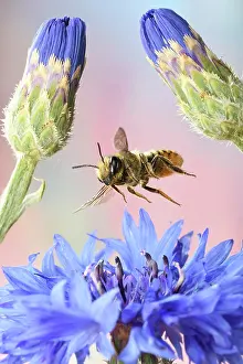 Leafcutter: Patchwork leafcutter bee (Megachile centuncularis)