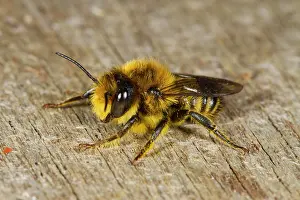 Welsh: Patchwork leafcutter bee (Megachile centuncularis)
