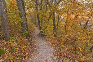 Schwaebische: Path in autumn forest - footpath leading through