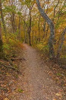 Schwaebische: Path in autumn forest - footpath leading through