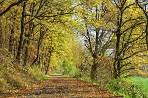 Colouring: Path in autumn forest, Guxhagen, Hesse, Germany