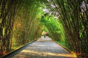 Pavilion: Path in bamboo forest brove in Wangjiang Pavilio
