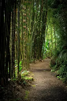 Bamboo: Path in a bamboo forest in Maui, Hawaii