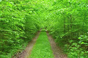 Hainich: Path through Beech Forest, Hainich National Park