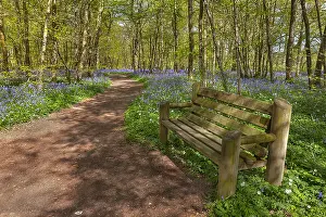 Arlington: Path in bluebell forest - bench and footpath leading
