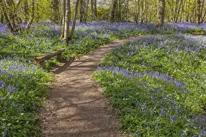 Arlington: Path in bluebell forest - bench and footpath leading