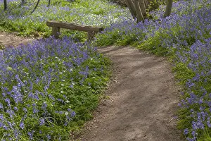 Arlington: Path in bluebell forest - bench and footpath leading