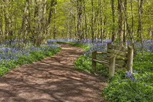 Arlington: Path in bluebell forest - bench and footpath leading