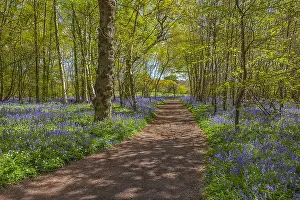 Arlington: Path in bluebell forest - footpath leading through
